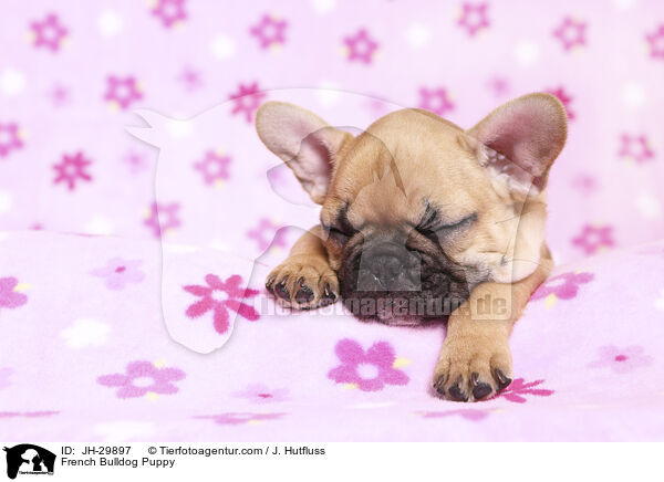 Franzsische Bulldogge Welpe / French Bulldog Puppy / JH-29897