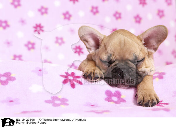 Franzsische Bulldogge Welpe / French Bulldog Puppy / JH-29898