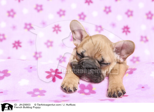 Franzsische Bulldogge Welpe / French Bulldog Puppy / JH-29903