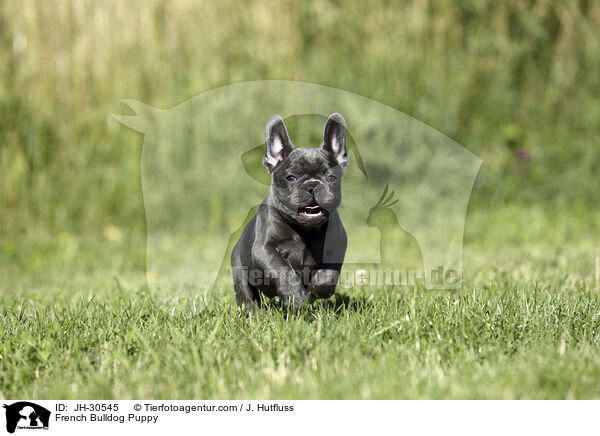 French Bulldog Puppy / JH-30545