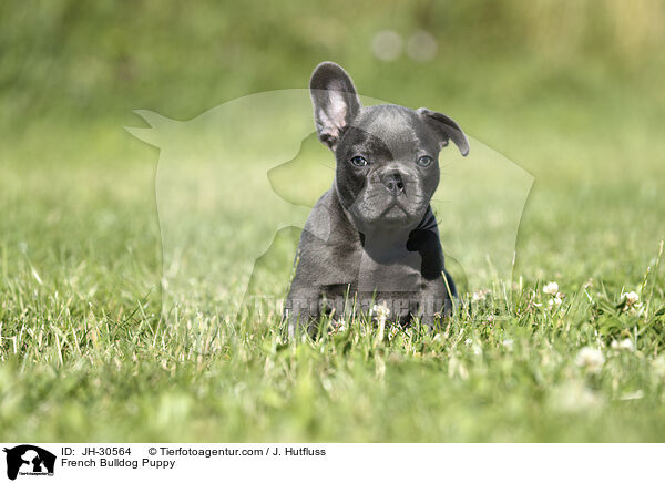 French Bulldog Puppy / JH-30564