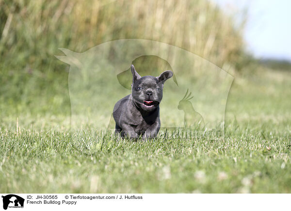 Franzsische Bulldogge Welpe / French Bulldog Puppy / JH-30565