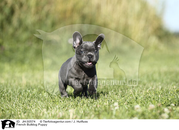 Franzsische Bulldogge Welpe / French Bulldog Puppy / JH-30574