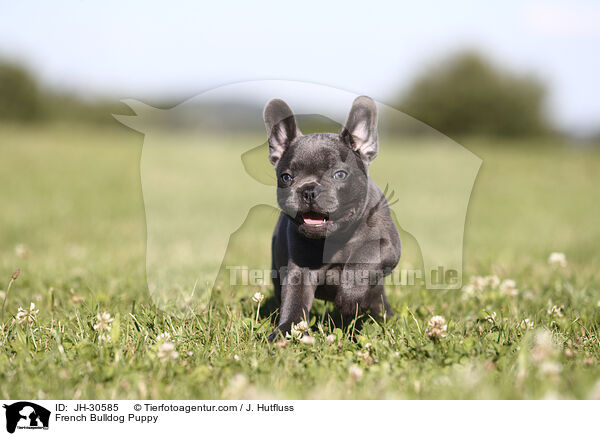 Franzsische Bulldogge Welpe / French Bulldog Puppy / JH-30585