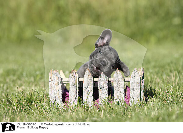 Franzsische Bulldogge Welpe / French Bulldog Puppy / JH-30590