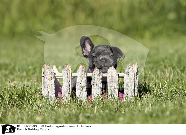 Franzsische Bulldogge Welpe / French Bulldog Puppy / JH-30593