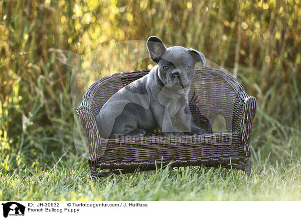 Franzsische Bulldogge Welpe / French Bulldog Puppy / JH-30632