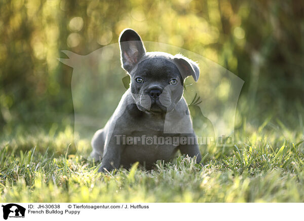 Franzsische Bulldogge Welpe / French Bulldog Puppy / JH-30638