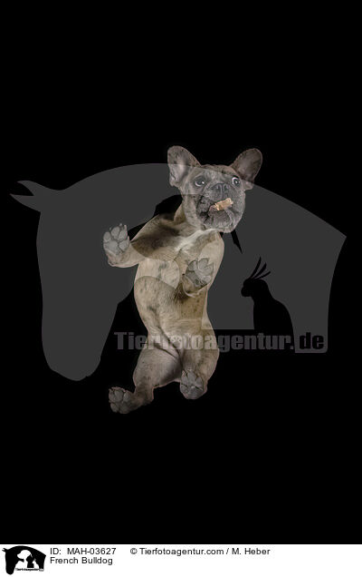 Franzsische Bulldogge / French Bulldog / MAH-03627