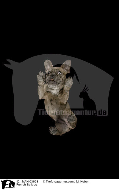 Franzsische Bulldogge / French Bulldog / MAH-03628