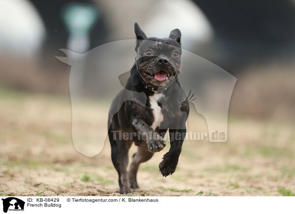 Franzsische Bulldogge / French Bulldog / KB-08429