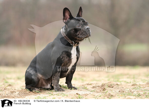 Franzsische Bulldogge / French Bulldog / KB-08436