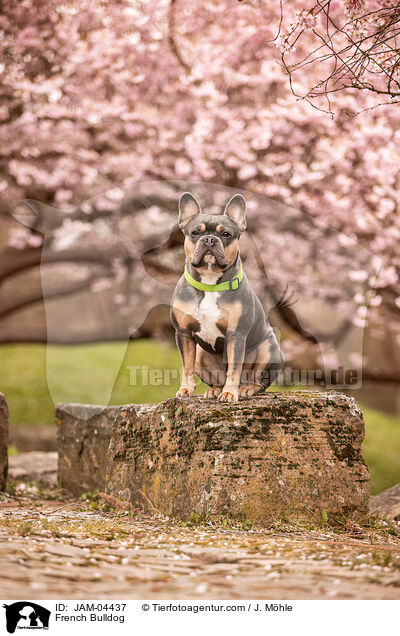 Franzsische Bulldogge / French Bulldog / JAM-04437