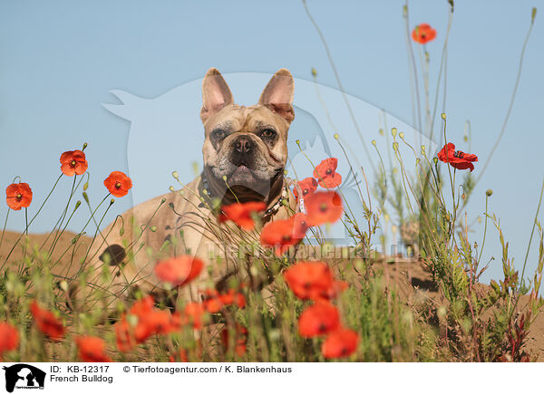 Franzsische Bulldogge / French Bulldog / KB-12317