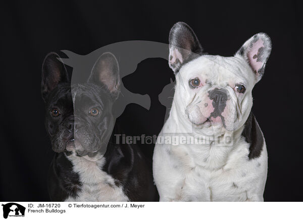 Franzsische Bulldoggen / French Bulldogs / JM-16720