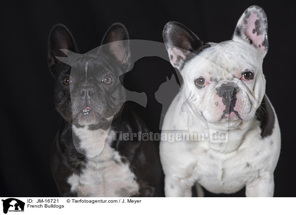 Franzsische Bulldoggen / French Bulldogs / JM-16721