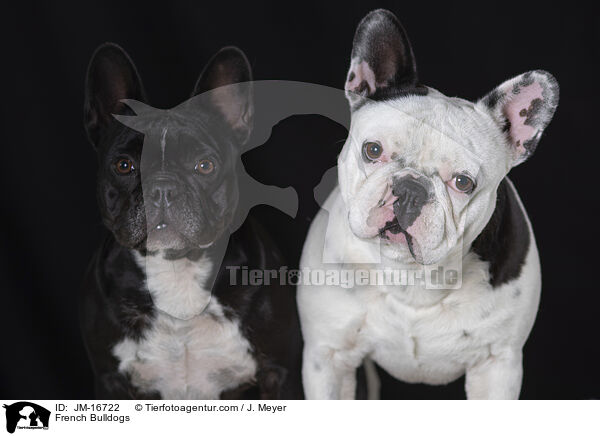 Franzsische Bulldoggen / French Bulldogs / JM-16722