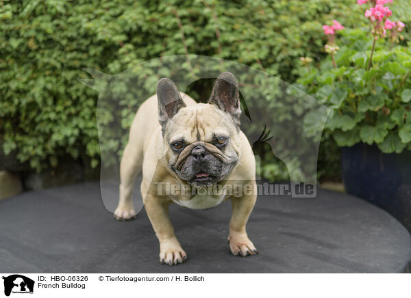 Franzsische Bulldogge / French Bulldog / HBO-06326