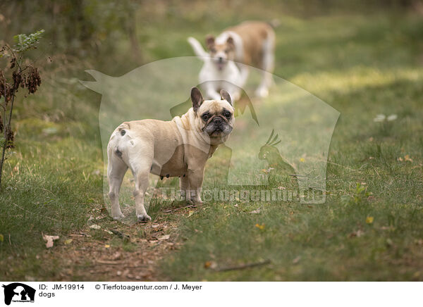 Hunde / dogs / JM-19914