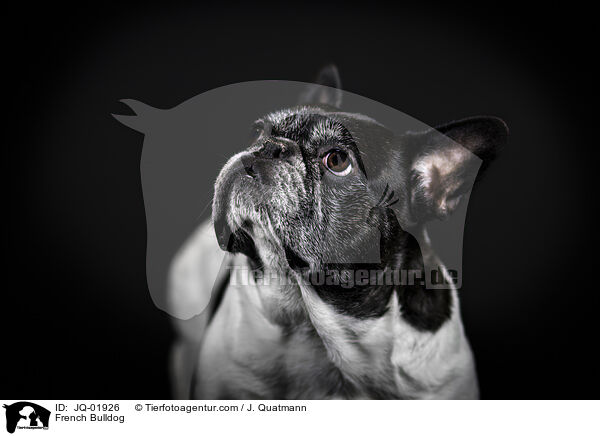 Franzsische Bulldogge / French Bulldog / JQ-01926