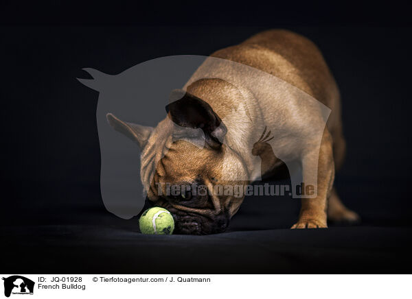 Franzsische Bulldogge / French Bulldog / JQ-01928