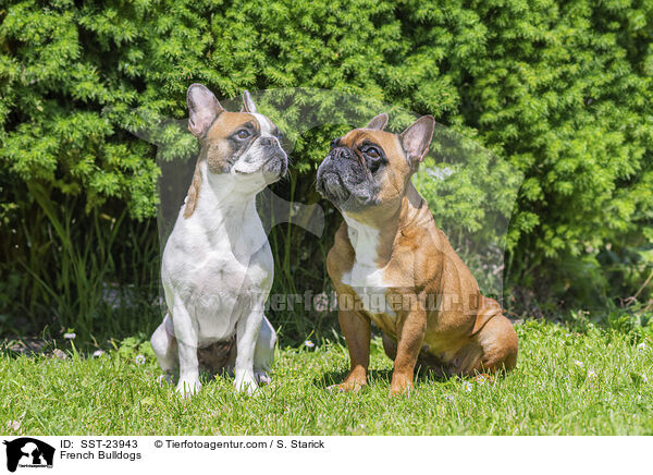 Franzsische Bulldoggen / French Bulldogs / SST-23943