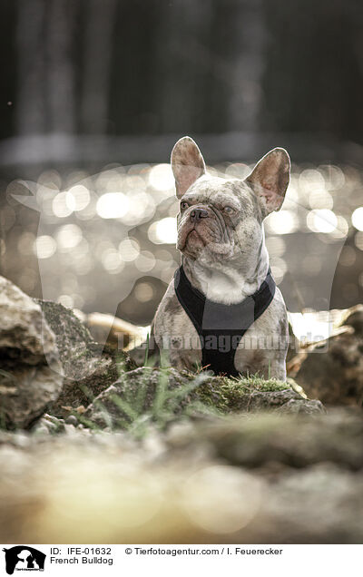 Franzsische Bulldogge / French Bulldog / IFE-01632