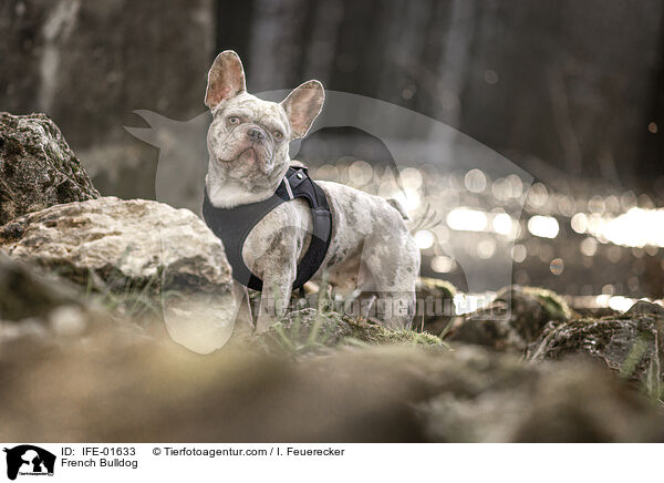 Franzsische Bulldogge / French Bulldog / IFE-01633