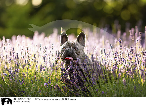 Franzsische Bulldogge / French Bulldog / SAB-01055