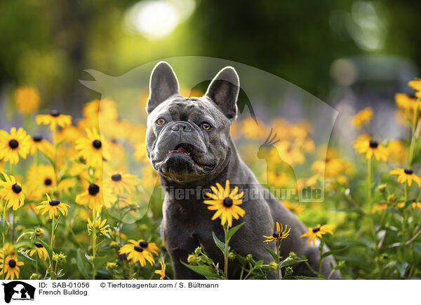 Franzsische Bulldogge / French Bulldog / SAB-01056