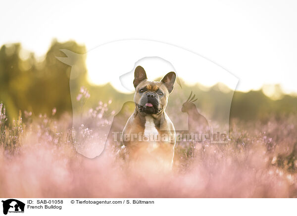 Franzsische Bulldogge / French Bulldog / SAB-01058