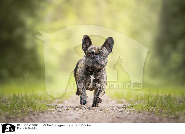 Franzsische Bulldogge / French Bulldog / JEB-03061