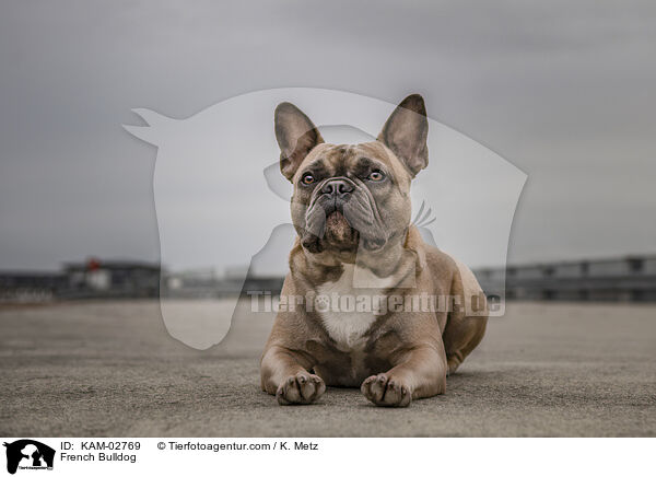 Franzsische Bulldogge / French Bulldog / KAM-02769