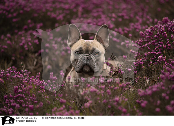 Franzsische Bulldogge / French Bulldog / KAM-02780