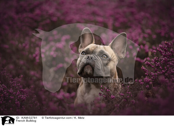 Franzsische Bulldogge / French Bulldog / KAM-02781