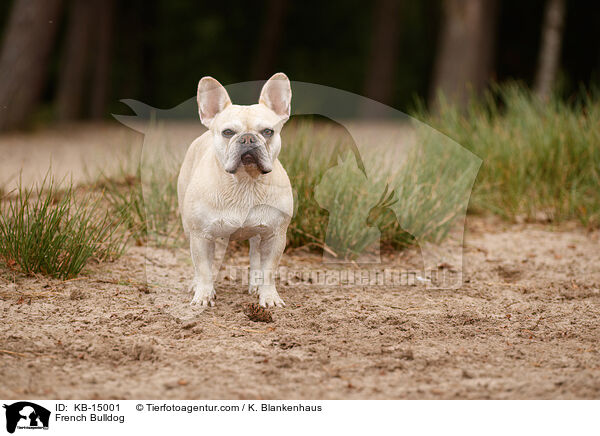 Franzsische Bulldogge / French Bulldog / KB-15001