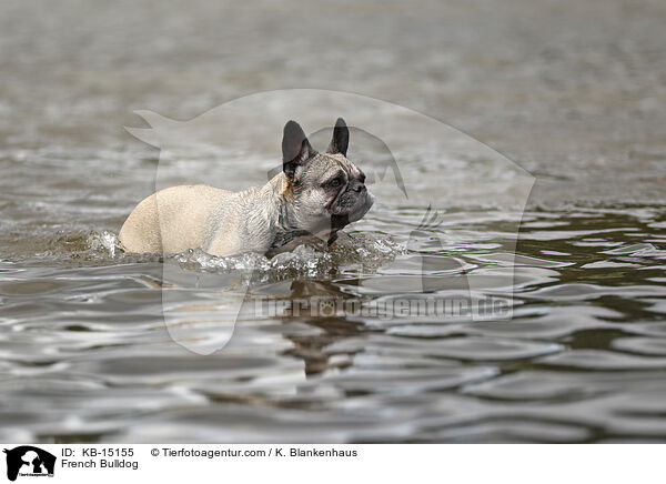 Franzsische Bulldogge / French Bulldog / KB-15155