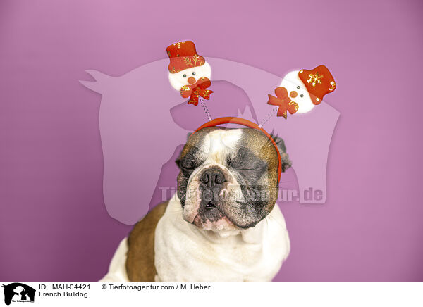 Franzsische Bulldogge / French Bulldog / MAH-04421