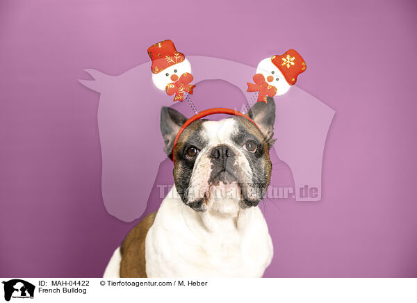 Franzsische Bulldogge / French Bulldog / MAH-04422