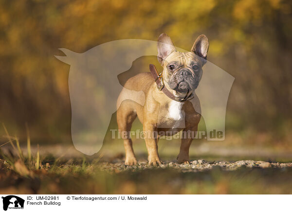 Franzsische Bulldogge / French Bulldog / UM-02981