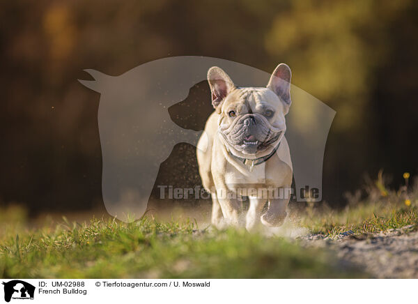 Franzsische Bulldogge / French Bulldog / UM-02988