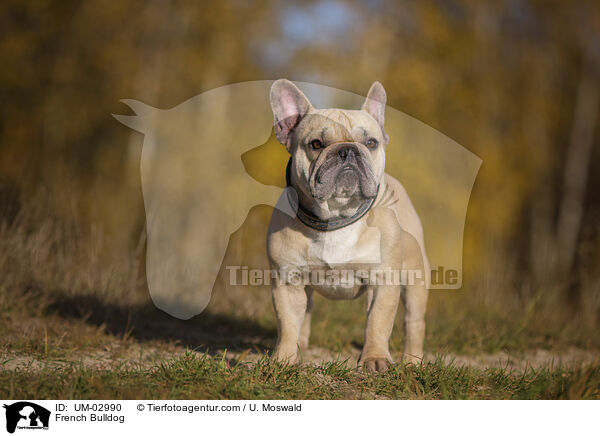 Franzsische Bulldogge / French Bulldog / UM-02990