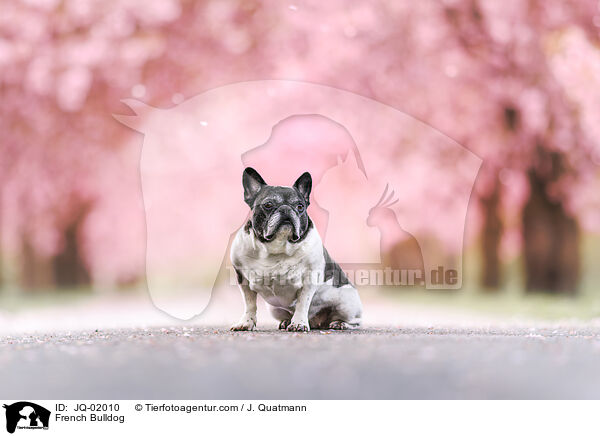 Franzsische Bulldogge / French Bulldog / JQ-02010