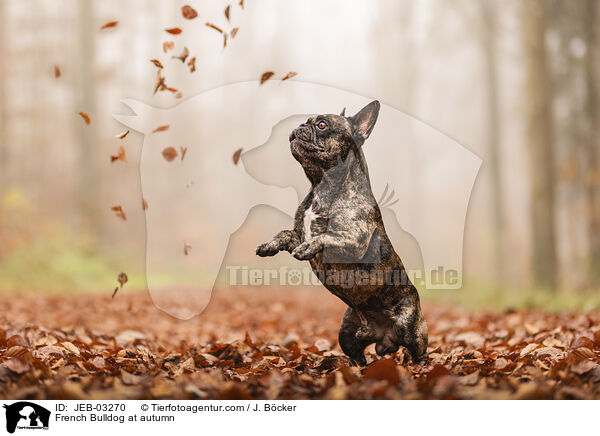 Franzsische Bulldogge im Herbst / French Bulldog at autumn / JEB-03270