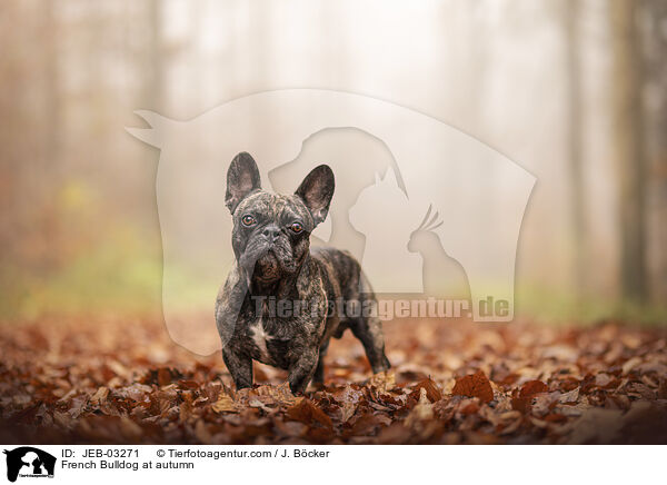 Franzsische Bulldogge im Herbst / French Bulldog at autumn / JEB-03271