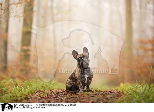 Franzsische Bulldogge im Herbst / French Bulldog at autumn / JEB-03272