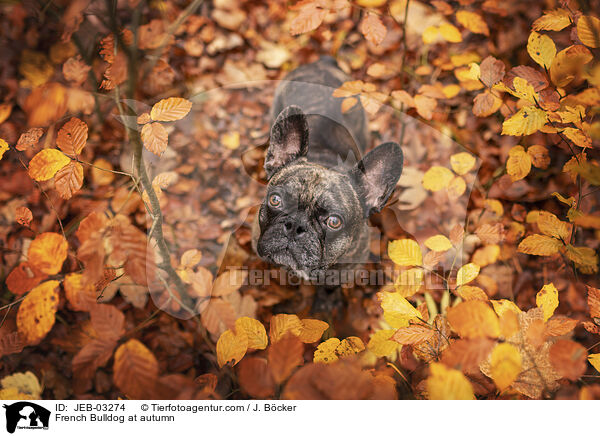 Franzsische Bulldogge im Herbst / French Bulldog at autumn / JEB-03274