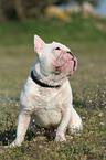 sitting french bulldog