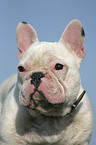 french bulldog portrait