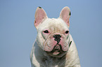 french bulldog portrait